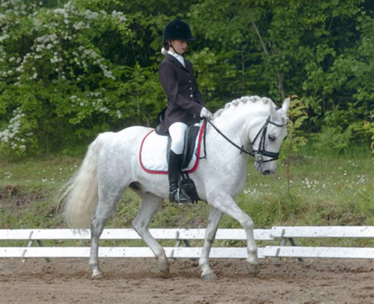 Welsh Pony (sec B) Lindveds Hesper - Lækker! :D LA4 på Morsø. billede 3