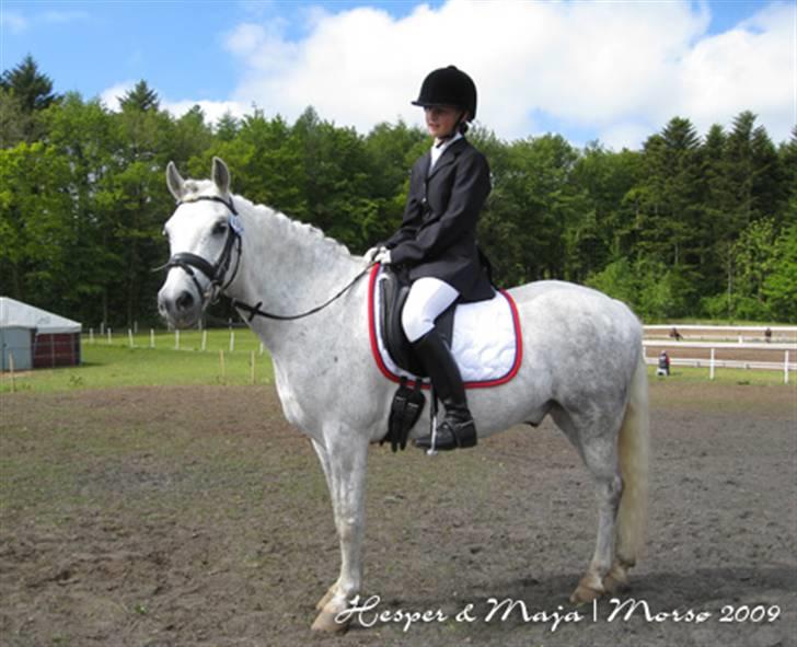 Welsh Pony (sec B) Lindveds Hesper - Totalt færdige! <3 Morsø   billede 5