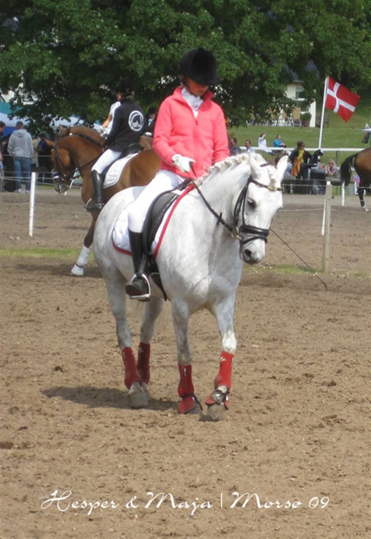 Welsh Pony (sec B) Lindveds Hesper - schenkelvigning, opvarmning<3 Morsø billede 6