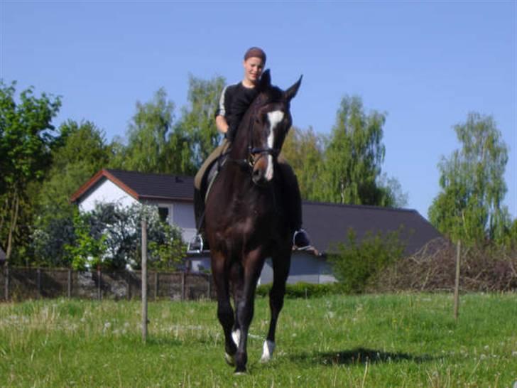 Dansk Varmblod Gredstedgårds Campari billede 7