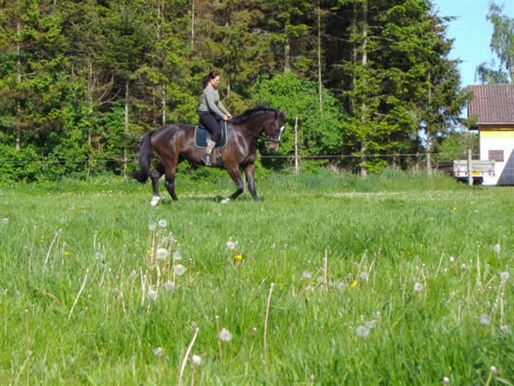 Dansk Varmblod Gredstedgårds Campari billede 8