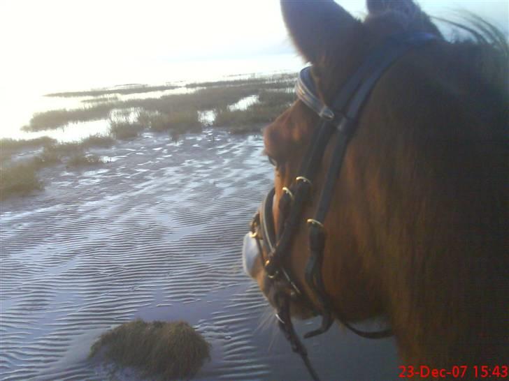Arabisk fuldblod (OX) Stuntwan Miss you /Solgt/ - orh de tider ;S Savner ham .  billede 16