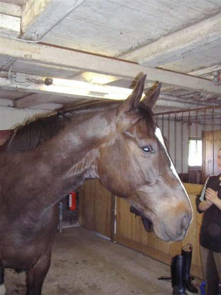 Dansk Varmblod Gredstedgårds Campari billede 9