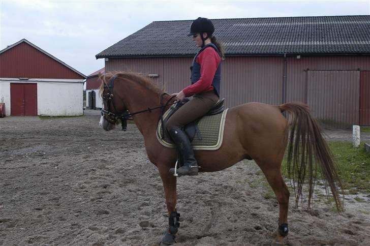 Arabisk fuldblod (OX) Stuntwan Miss you /Solgt/ - Inden undervisning på tønder, hvor vi red med hestehold <3 hvem kan, vi kan <33 billede 17