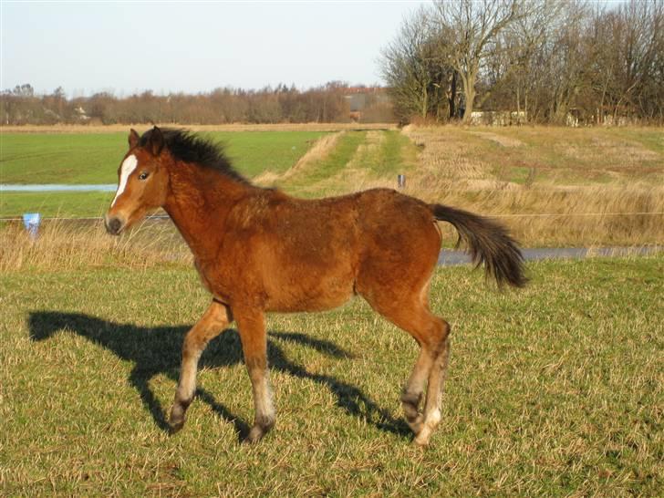 DSP Larsmindes Cassiopeia billede 1