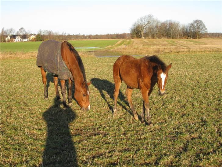 DSP Larsmindes Cassiopeia - Cassio og "mor" billede 2