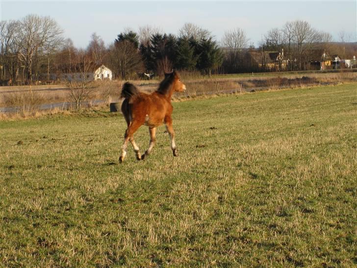 DSP Larsmindes Cassiopeia - Se min smukke rumpe:-) billede 3