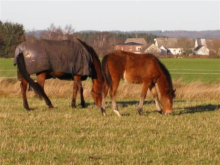 DSP Larsmindes Cassiopeia billede 4