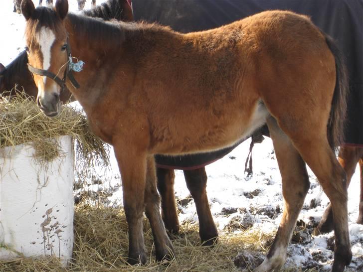 DSP Larsmindes Cassiopeia - ja ja kedelig ser hun ud billede 5