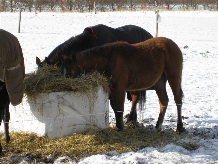 DSP Larsmindes Cassiopeia - hovedet begravet i en wrap balle:-) billede 6