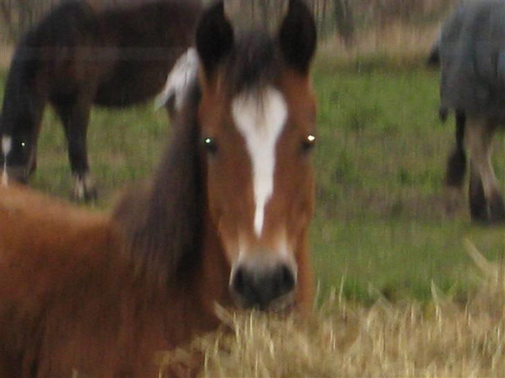 DSP Larsmindes Cassiopeia billede 7