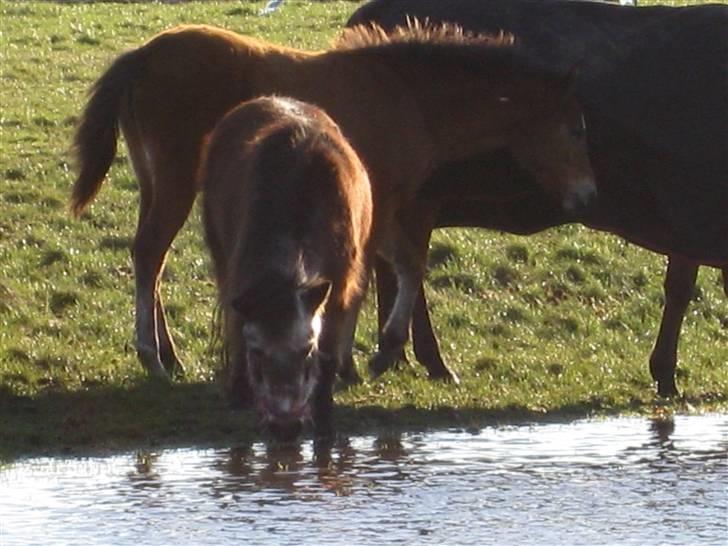 Shetlænder Lotte billede 10