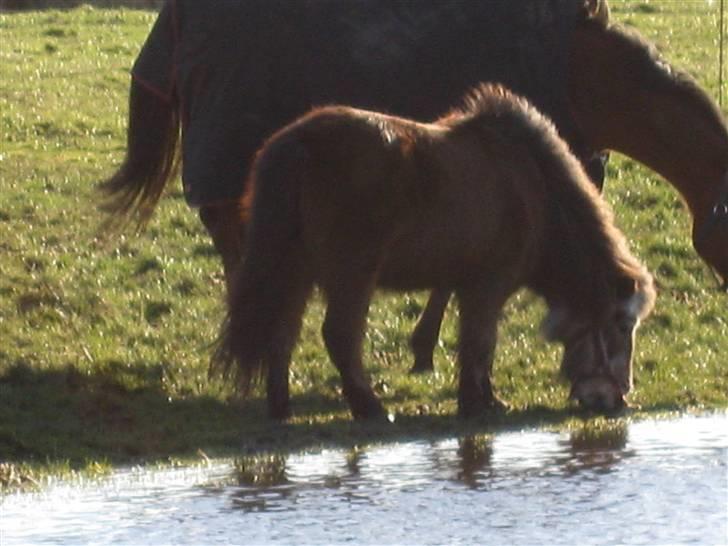 Shetlænder Lotte billede 11