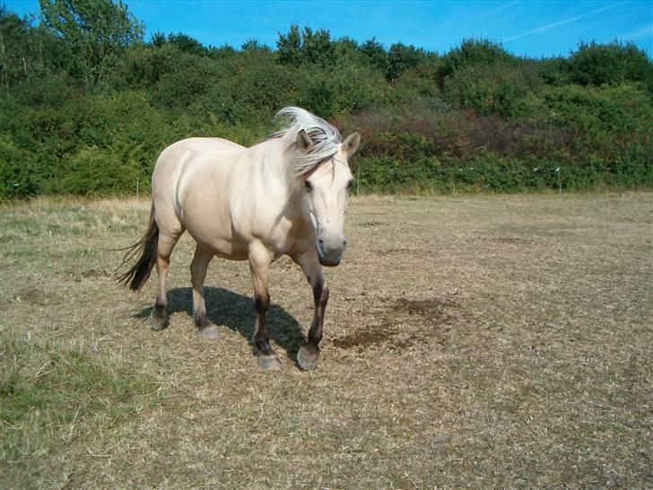 Anden særlig race Freja <3 - Fordi jeg elsker dig så højt, derfor! billede 17