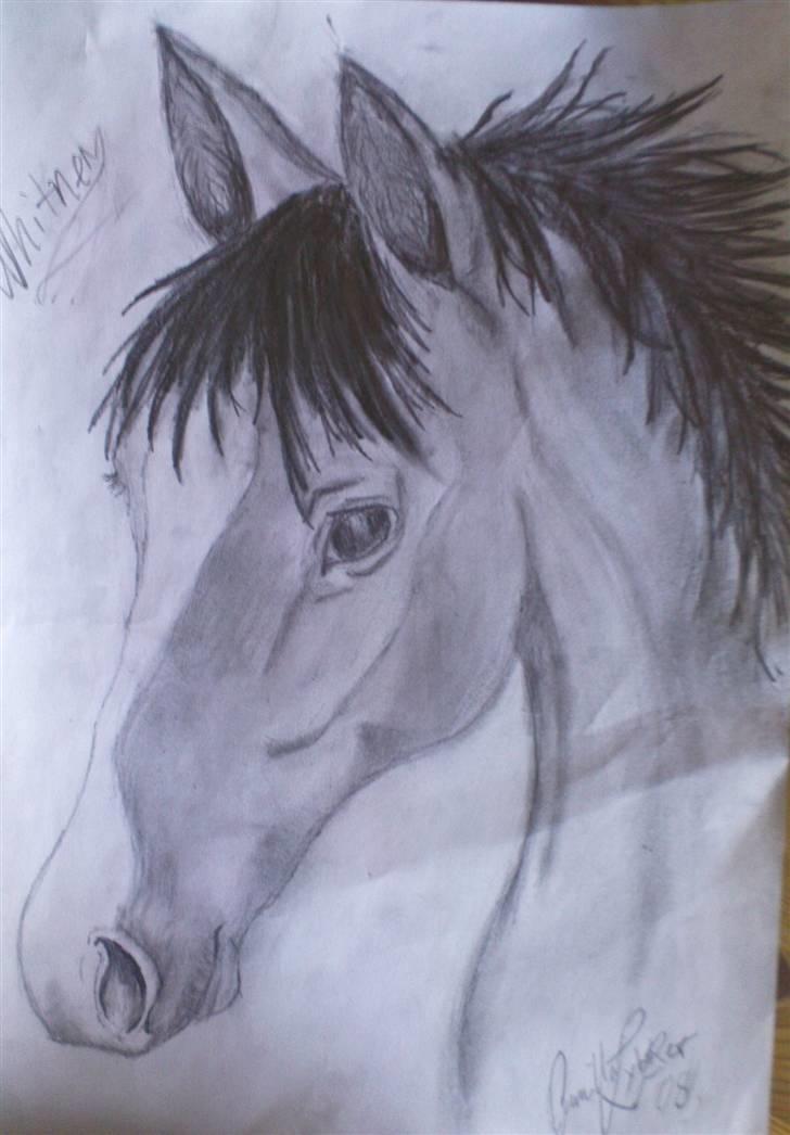 Dansk Varmblod Whitney død :( - lige en lille tegning jeg har lavet af min prinsesse:) billede 14