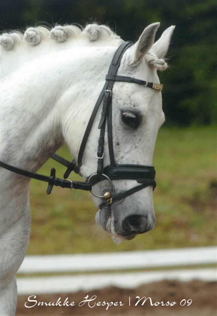 Welsh Pony (sec B) Lindveds Hesper - Hans flotte hoved. -program! :) billede 9