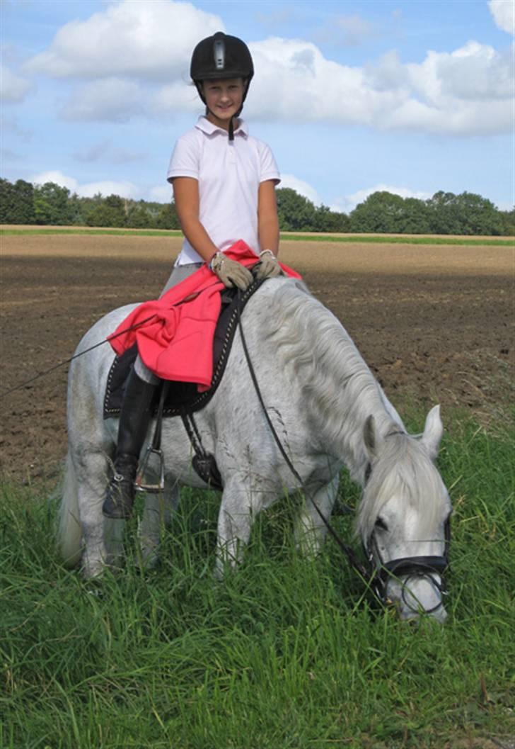 Welsh Pony (sec B) Lindveds Hesper - Hyggetur op ad vejen, han eelsker bare græs:D billede 10