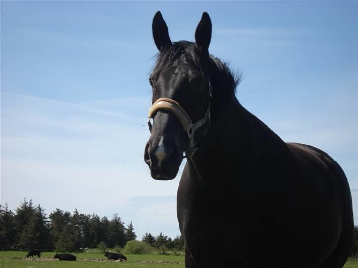 Oldenborg Natasja mone`t (SOLGT) billede 8