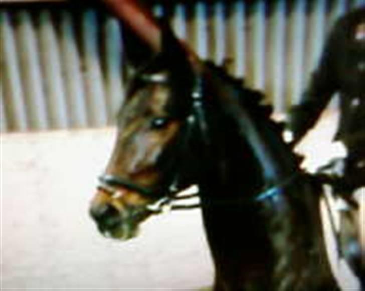 Dansk Varmblod Surprise R.I.P :'( billede 9