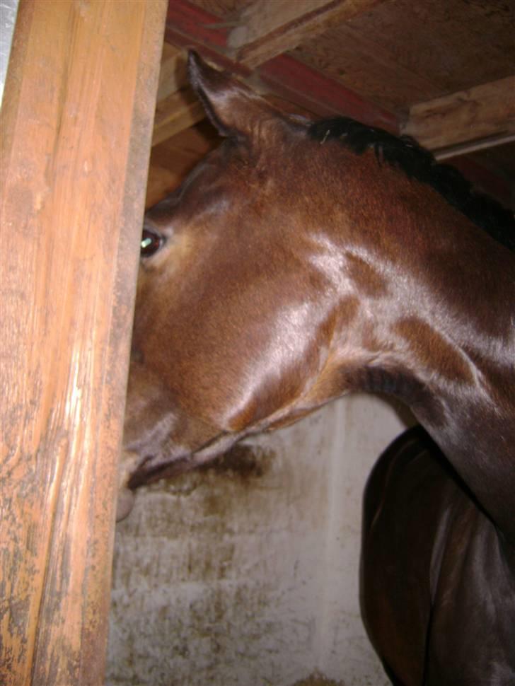 Dansk Varmblod Surprise R.I.P :'( - Smukke <3 billede 14