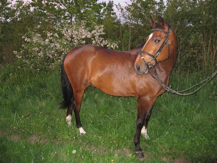 New Forest Hovvejens Juno - Smukke :´) Her har vi lige været til mønstringskursus (Ja, med en vallak :p) <33 billede 10