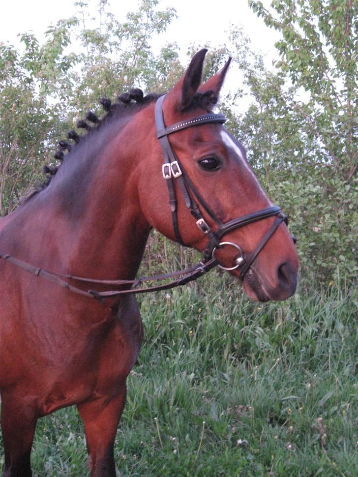 New Forest Hovvejens Juno - Elsker dig, skat :´D <33 billede 12