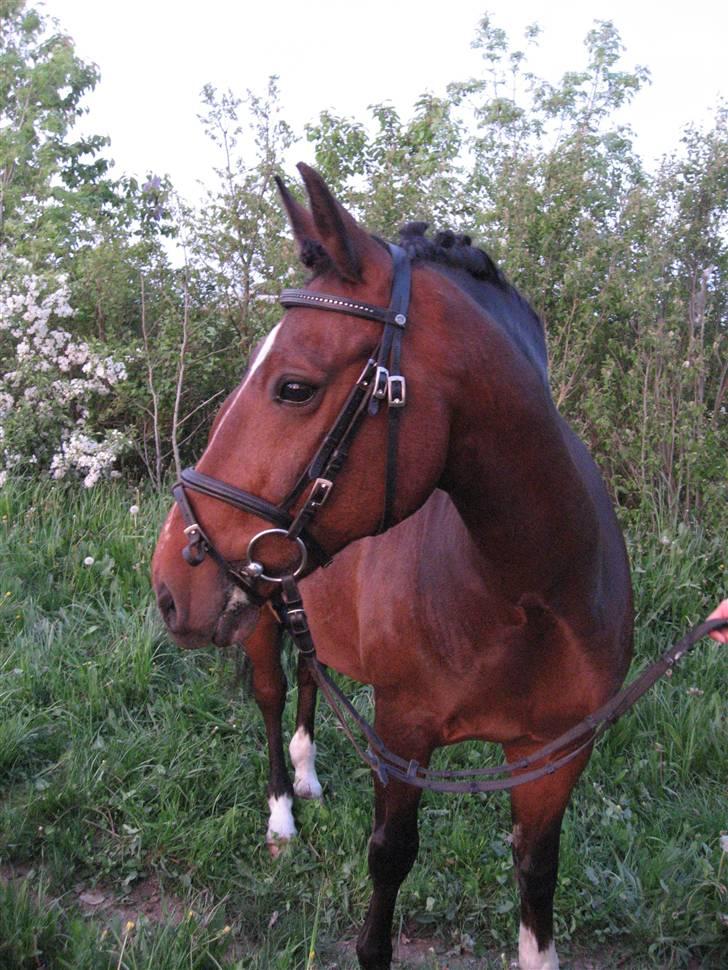 New Forest Hovvejens Juno - Og igen :´) (Det skal altså lige siges, at det var første gang jeg lavede rosenknobber helt selv :p) <33 billede 13