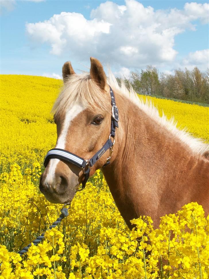 Palomino Golden Desert Fighter - En sommerdag med Simba.. billede 8