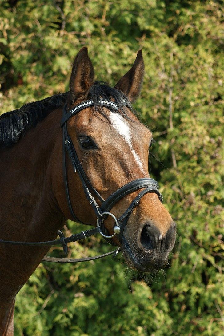 Dansk Varmblod Ivanhoe billede 4