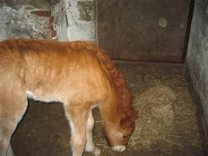 Islænder Pytla fra Anes Minde billede 11