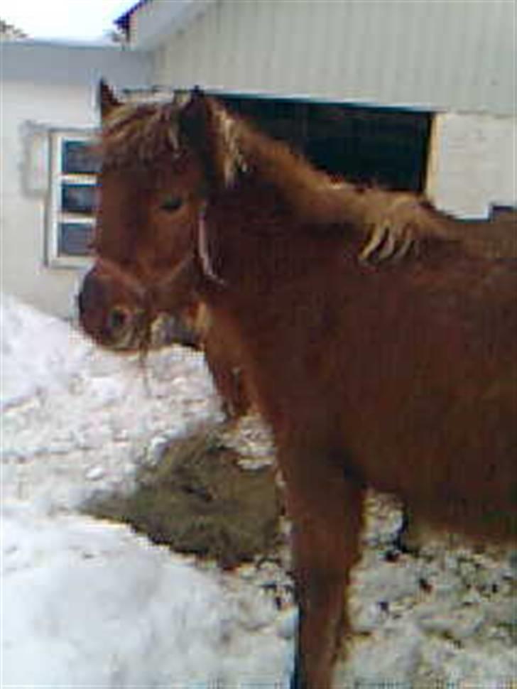 Islænder Pytla fra Anes Minde billede 12