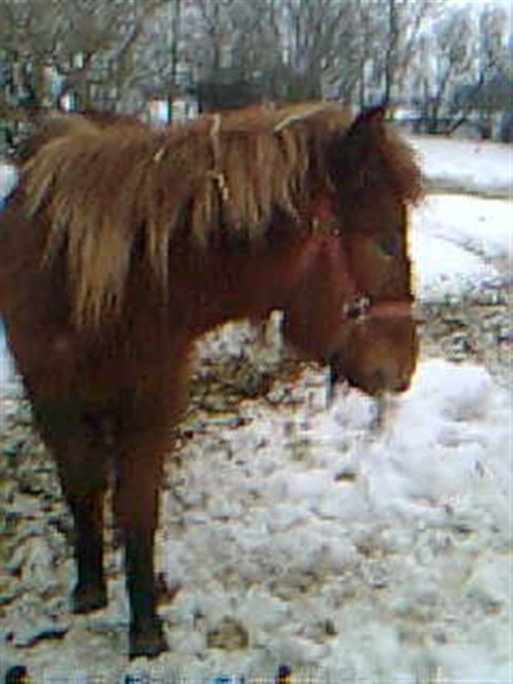 Islænder Pytla fra Anes Minde billede 13