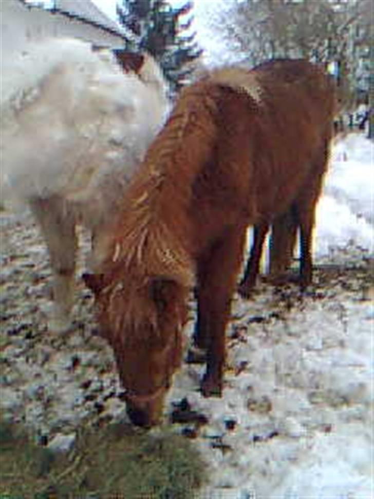 Islænder Pytla fra Anes Minde billede 14