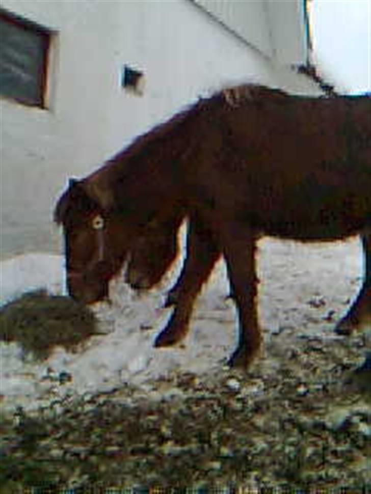 Islænder Pytla fra Anes Minde billede 17