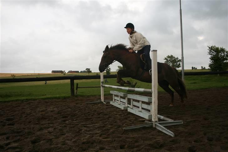 New Forest Sunset - Laura & Sunset springer!! foto: Marianne billede 19