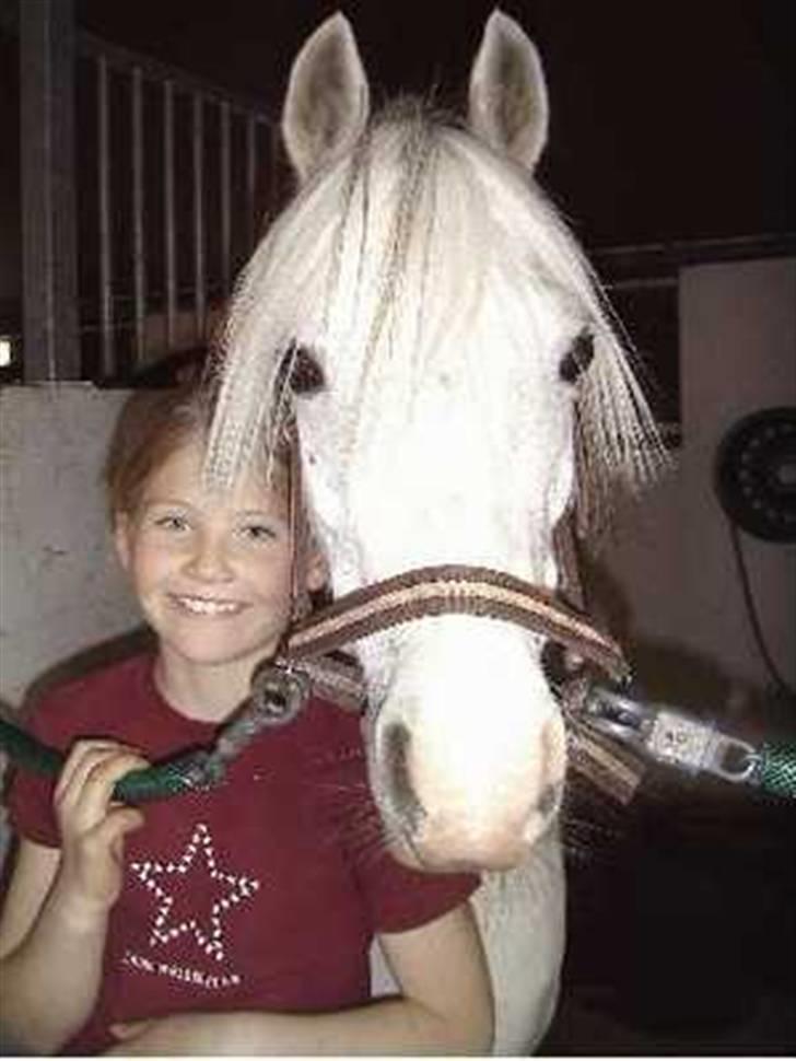 Welsh Mountain (sec A) Møllegårdens Starlet billede 1