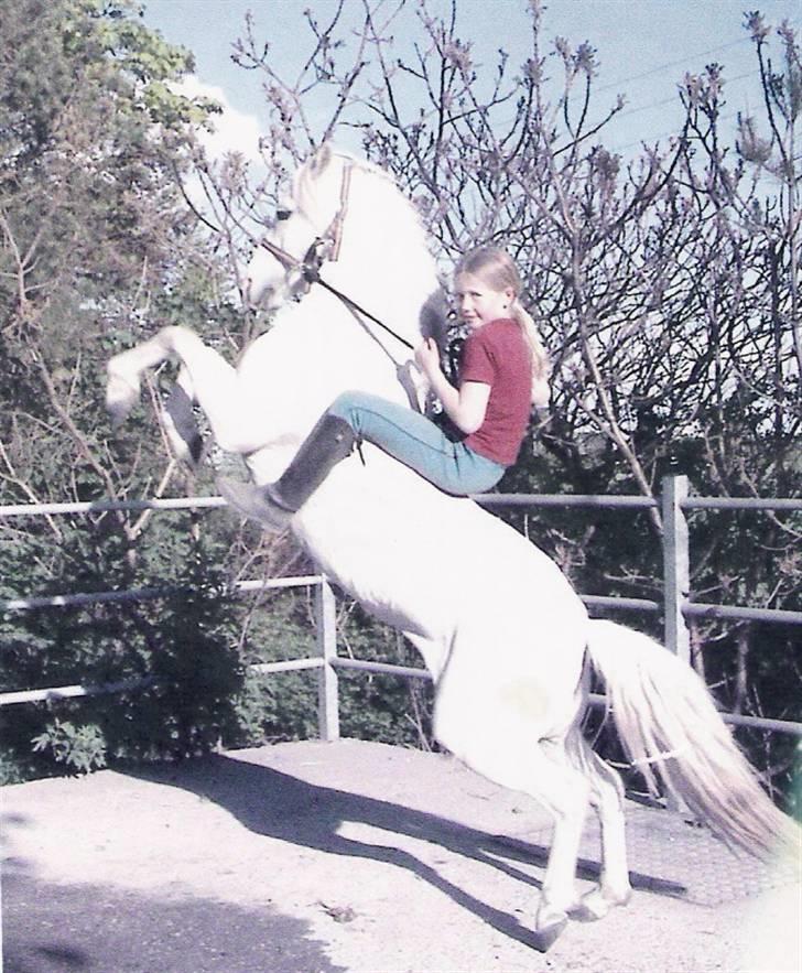 Welsh Mountain (sec A) Møllegårdens Starlet billede 2