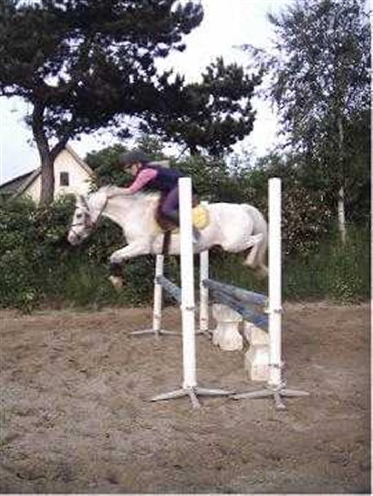 Welsh Mountain (sec A) Møllegårdens Starlet billede 3