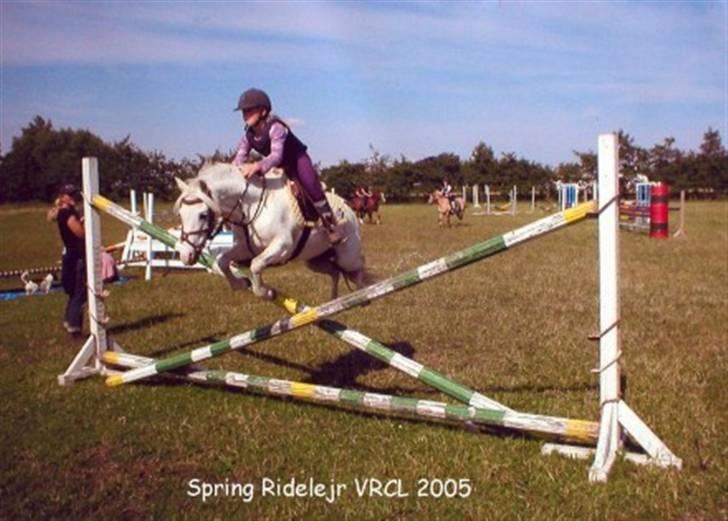 Welsh Mountain (sec A) Møllegårdens Starlet billede 4