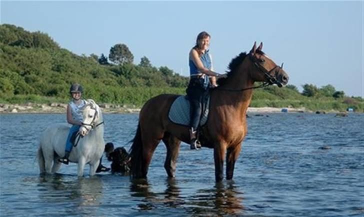 Welsh Mountain (sec A) Møllegårdens Starlet billede 5