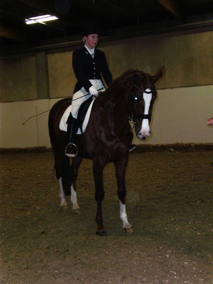 Dansk Varmblod Kado - Kado i Herning 2008 billede 13