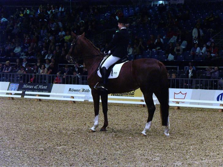 Dansk Varmblod Kado - Kado ved hingstekåringen i Herning 2008 billede 14