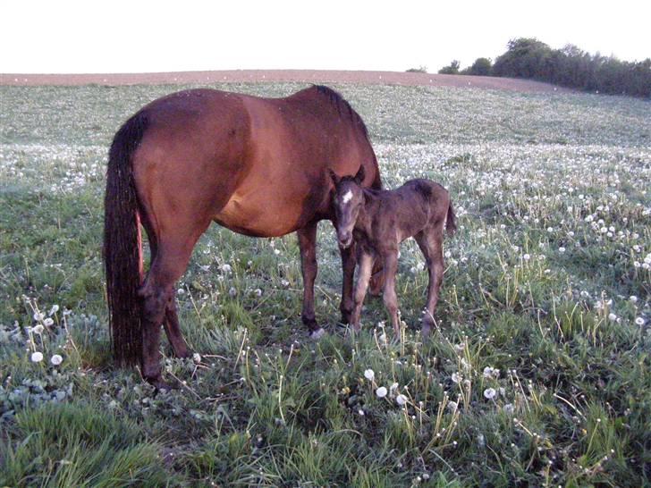 Quarter Lucky Blues's Mitena *SAVNET!!!! :''(* - Mitena og hans mor Blue Line Lady. Ca 1 time efter fødselen billede 5