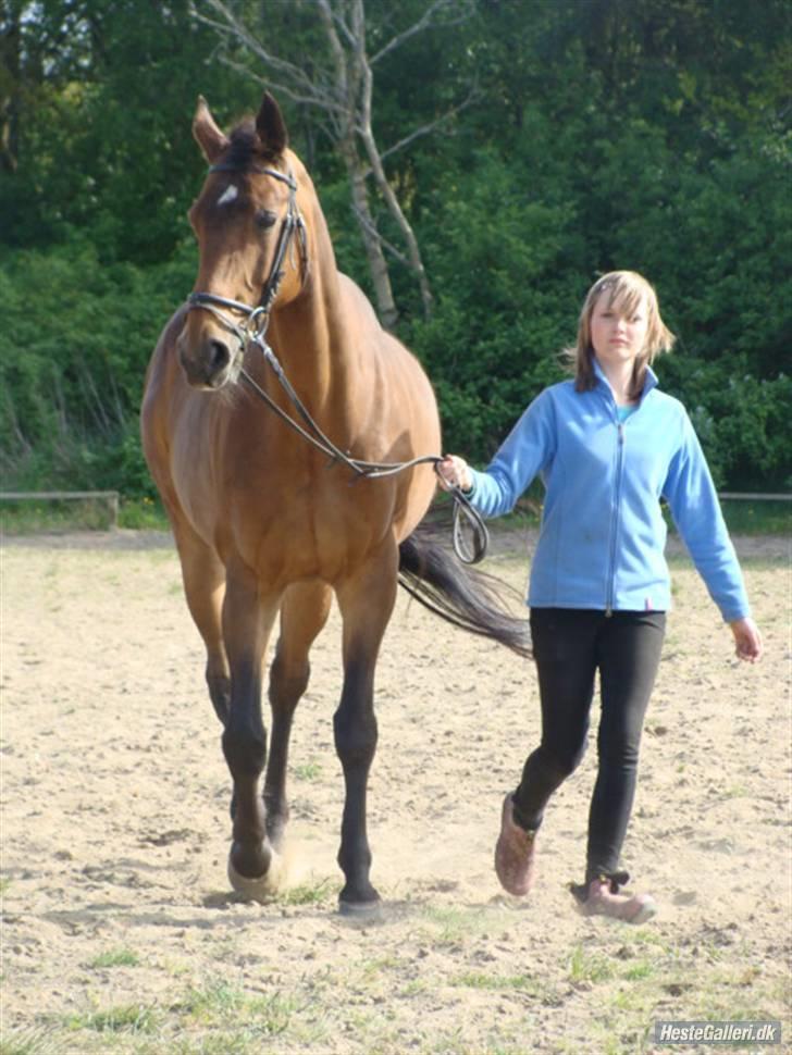 Dansk Varmblod Ramona.  - er færdig med at skridte af så skal op og sadle af billede 4