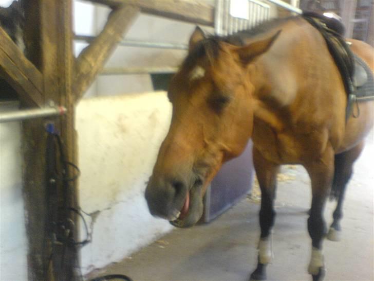 Dansk Varmblod Ramona.  - hun skulle lige gabe billede 5