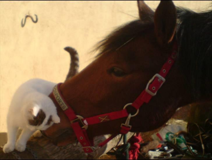 Anden særlig race Bento  - Velkommen til Bento´s profil billede 1