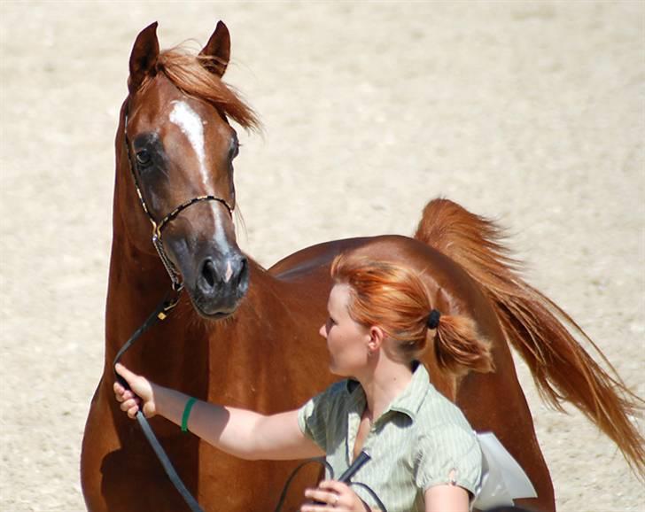 Arabisk fuldblod (OX) Al Waseef Estopa of tas - Foto: Mai-Britt / Kida Arabians billede 1