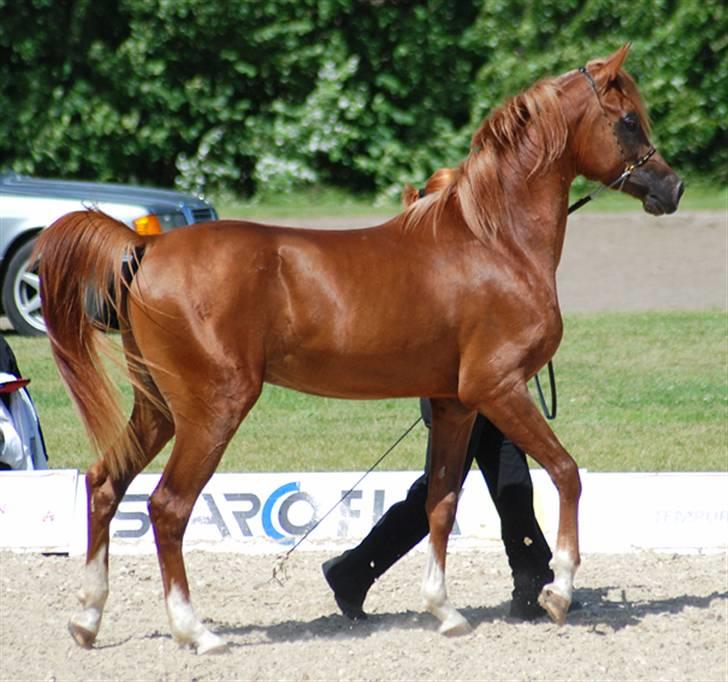 Arabisk fuldblod (OX) Al Waseef Estopa of tas - Foto: Mai-Britt / Kida Arabians billede 2