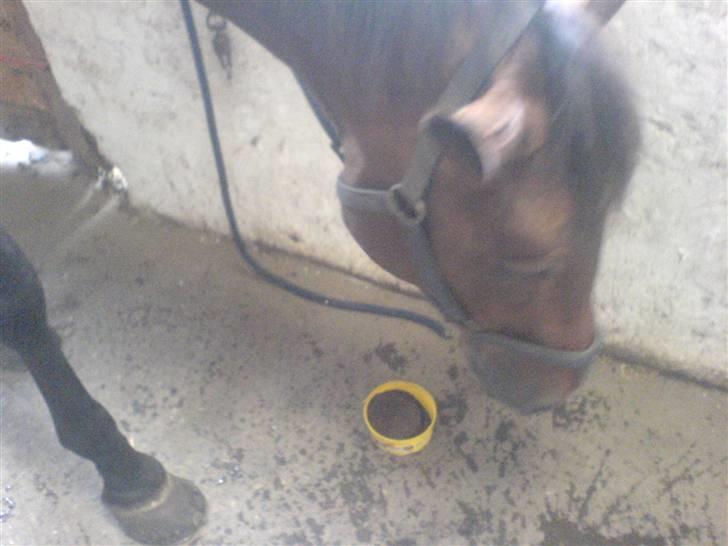 Dansk Varmblod Ramona.  - nårh lånte du lige malenes slik sten ? billede 8