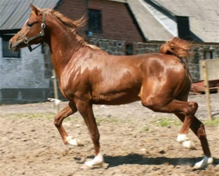 Arabisk fuldblod (OX) Al Waseef Estopa of tas - Foto: Kinne Jensen billede 3